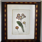 A48. Framed botanical print.